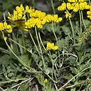 Coronilla vaginalis (cieciorka pochewkowata)