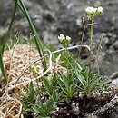 Draba fladnizensis