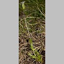 Gentianella tenella (goryczuszka lodnikowa)