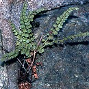 Asplenium (zanokcica)