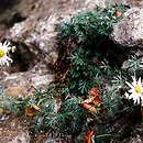 Chrysanthemum (złocień)