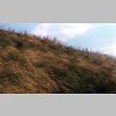 Stipa capillata (ostnica włosowata)