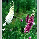 Scrophulariaceae (trędownikowate)