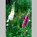 Digitalis purpurea (naparstnica purpurowa)