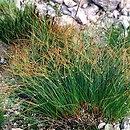 Juncus (sit)