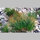 Juncus trifidus (sit skucina)