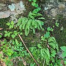 Asplenio viridis-Cystopteridetum