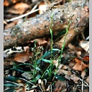 Luzula pilosa (kosmatka owłosiona)