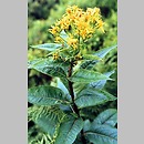 Senecio nemorensis agg. (starzec gajowy (agg.))