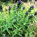 Gentiana (goryczka)