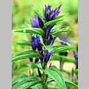 Gentiana asclepiadea (goryczka trojeściowa)