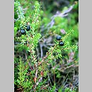 Empetrum hermaphroditum (bażyna obupłciowa)
