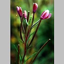 Epilobium (wierzbownica)