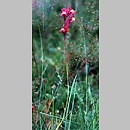 Linaria incarnata (lnica dwudzielna)