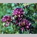 Medicago sativa s.l. (lucerna siewna s.l.)