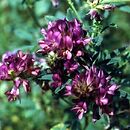 Medicago sativa (lucerna siewna)