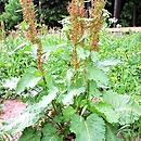 Rumex (szczaw)