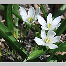 Ornithogalum balansae
