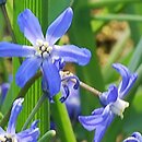 Chionodoxa sardensis (śnieżnik sardeński)