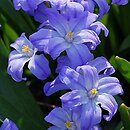 Scilla forbesii (śnieżnik Forbesa)