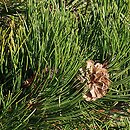 Pinus heldreichii Hesse