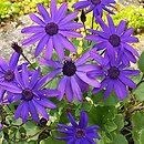 Pericallis ×hybrida (cyneraria wysoka)