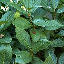 Lonicera alpigena (wiciokrzew alpejski)