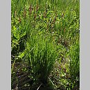 Carex cespitosa (turzyca darniowa)