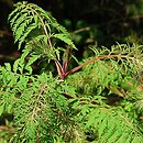 Rhus typhina Dissecta