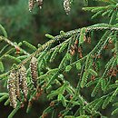 Picea orientalis Aurea