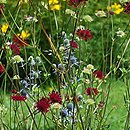 Knautia macedonica