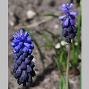 Muscari latifolium (szafirek szerokolistny)