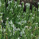 Salvia nemorosa Adrian