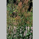 Acetosa (szczaw (Acetosa))
