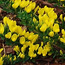 Cytisus decumbens (szczodrzeniec płożący)