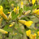 Chamaecytisus hirsutus (szczodrzeniec szorstki)