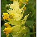 Rhinanthus alectorolophus (szelężnik włochaty)