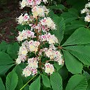 Aesculus hippocastanum (kasztanowiec pospolity)
