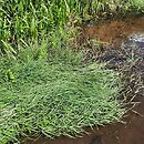 Agrostis stolonifera ssp. prorepens (mietlica rozłogowa pełzająca)
