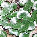 Asarum (kopytnik)