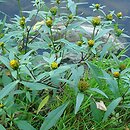 Bidens connata (uczep zwodniczy)