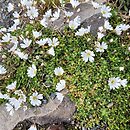 Cerastium arcticum