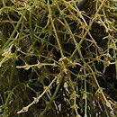 Chara tomentosa (ramienica omszona)