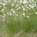 Eriophorum vaginatum (wełnianka pochwowata)
