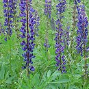 Lupinus polyphyllus (łubin trwały)