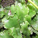Marchantia polymorpha ssp. polymorpha (porostnica wodna)