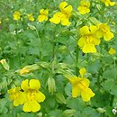 Mimulus guttatus (kroplik żółty)