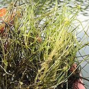 Nitellopsis obtusa (krynicznica tępa)