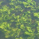 Nuphar lutea var. submersa (grążel żółty forma zanurzona)