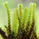 Paludella squarrosa (mszar krokiewkowaty)